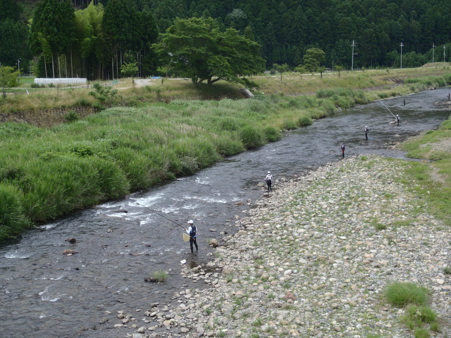 上桂川の鮎釣り